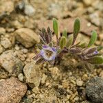 Phacelia cephalotes Συνήθη χαρακτηριστικά