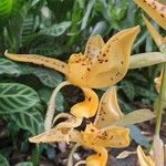 Stanhopea jenischianaKukka