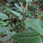 Anthurium microspadix List