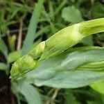 Sisyrinchium striatum Fleur