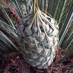 Macrozamia communis Frutto