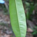 Lecythis persistens Leaf