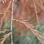 Taxodium distichum 叶