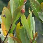 Prunus pumila Fruit