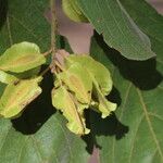 Combretum molle Fruit