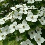 Cornus kousa Bürger ex Hanceᱵᱟᱦᱟ