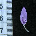 Dicliptera bupleuroides Άλλα