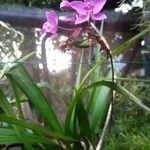 Spathoglottis plicata 花
