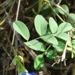 Clitoria ternatea Levél