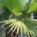 Washingtonia filifera برگ