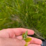 Chenopodium berlandieri Leaf