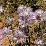 Ptilotus extenuatus Lorea