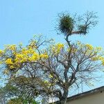 Handroanthus albus Flower