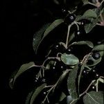 Aristotelia chilensis Fruchs