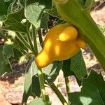 Solanum mammosum Fruit