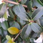 Osmanthus delavayi Levél