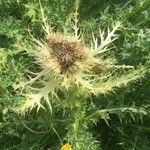 Cirsium spinosissimum Fruit