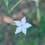 Nicotiana longifloraFlower