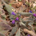 Echium bonnetii Sonstige