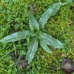 Anacamptis coriophora Blatt