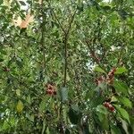 Pittosporum crassifolium Συνήθη χαρακτηριστικά