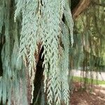 Cupressus cashmeriana Φύλλο