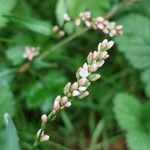 Persicaria mitis 花