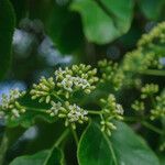 Ehretia dicksonii Flor