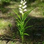 Cephalanthera longifolia Habit