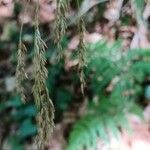 Festuca altissima Blomma