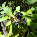 Viburnum rigidum Fruit