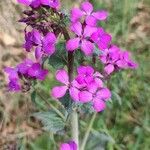 Lunaria annuaÇiçek