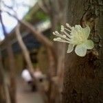 Plinia cauliflora Blüte