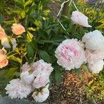 Paeonia lactiflora Blomma