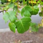 Crataegus phaenopyrum Frunză