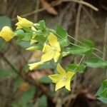 Ixanthus viscosus Flower