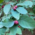 Cotoneaster multiflorus 葉