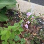 Desmodium paniculatumFlower