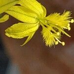Bulbine frutescens Квітка