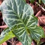 Arum italicum Feuille