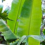 Heliconia collinsiana Feuille