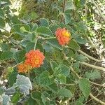 Lantana camara Floare