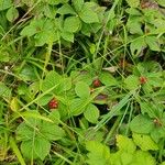 Cornus canadensis Hábito