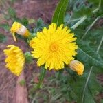 Sonchus canariensisFloro