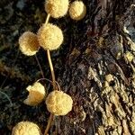 Urtica pilulifera Blomst