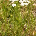 Oenanthe silaifolia Alkat (teljes növény)