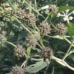 Verbesina alternifolia Fruit