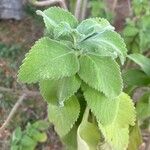 Coleus barbatus पत्ता