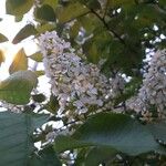 Prunus virginiana Λουλούδι