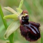 Ophrys incubacea Övriga